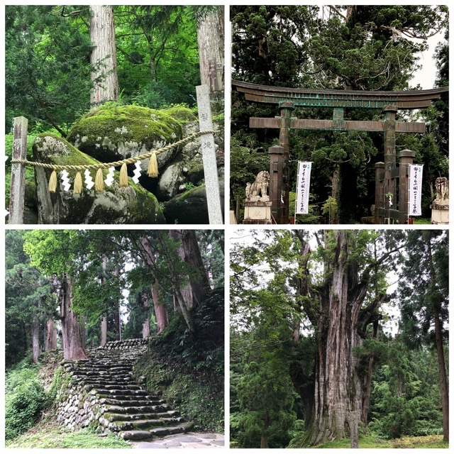 石徹白　白山中居神社　いとしろ大杉