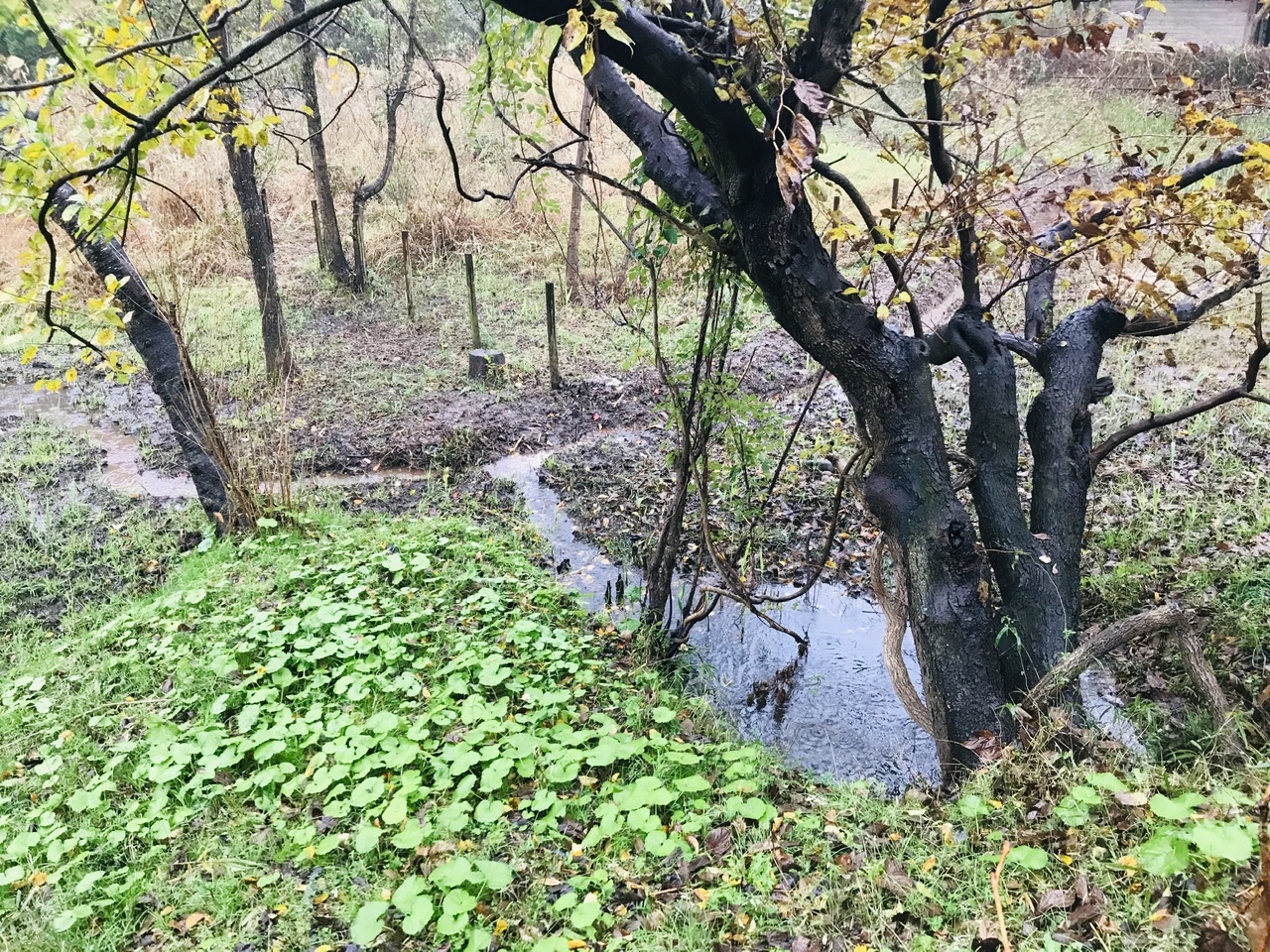 小川 舞岡公園 雨